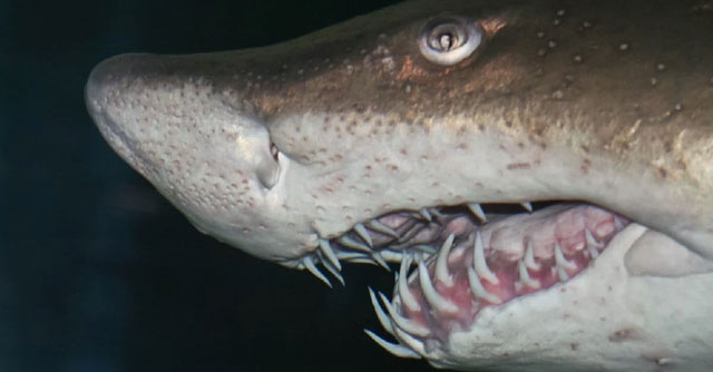 Of the seven species of death sharks, the great white shark attacks humans the most Picture 5