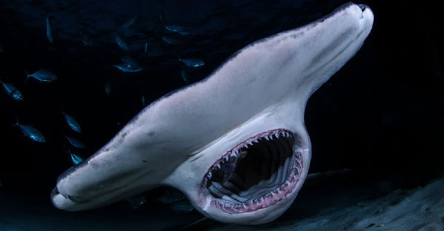 Of the seven species of death sharks, the great white shark attacks humans the most Picture 6