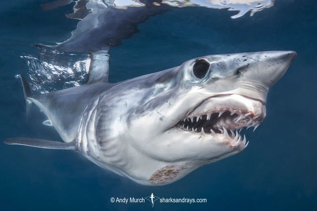 Of the seven species of death sharks, the great white shark attacks humans the most Picture 7