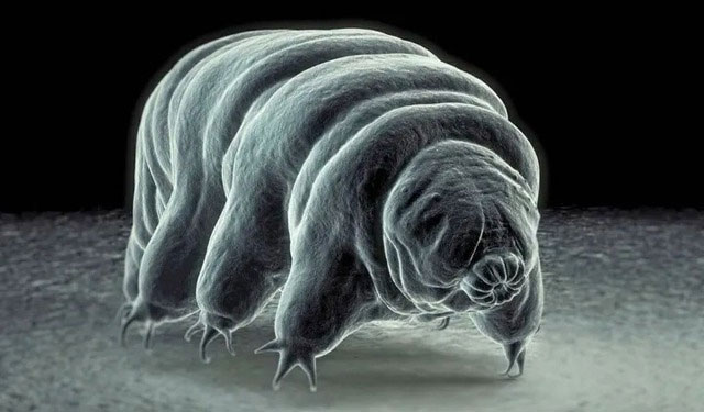 Picture 2 of One of the loneliest species on Earth, living 2,800m underground and surviving on radioactive energy