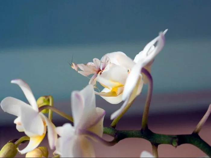 Picture 1 of Orchid praying mantis - a ruthless killer in a beautiful guise.