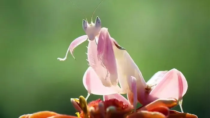 Picture 3 of Orchid praying mantis - a ruthless killer in a beautiful guise.