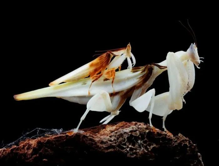 Picture 5 of Orchid praying mantis - a ruthless killer in a beautiful guise.