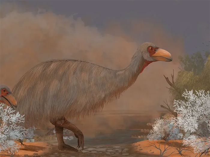 Picture 2 of Origin of 50,000-year-old giant eggs in Australia