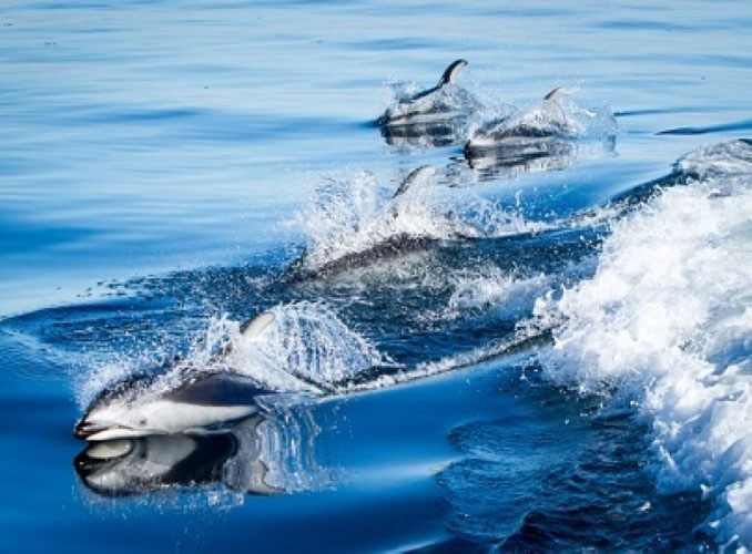 Picture 1 of Origin of fungal disease outbreaks in marine mammals