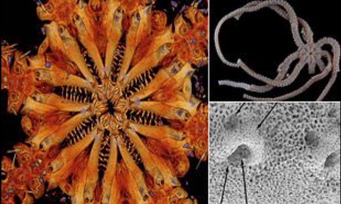 Picture 4 of Our Earth is a 'monster planet' with terrifying 'companions' of dinosaurs