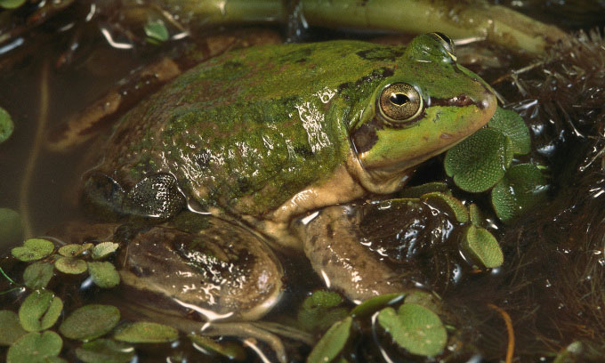 Picture 1 of Paradoxical frog species has tadpoles that are larger than adults