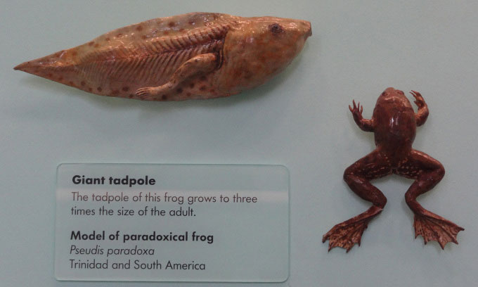 Picture 2 of Paradoxical frog species has tadpoles that are larger than adults