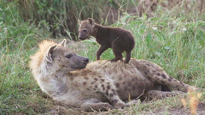 Parasites 'brainwash' young hyenas, urging them to come close to predators Picture 1