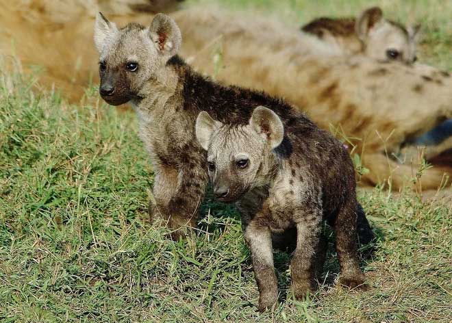 Parasites 'brainwash' young hyenas, urging them to come close to predators Picture 3