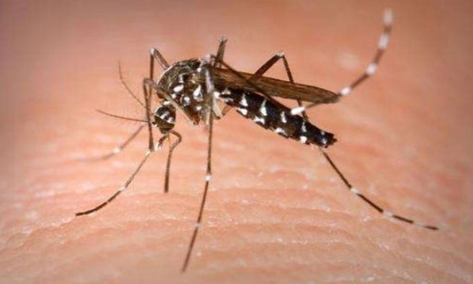Picture 1 of Paris seeks to eradicate mosquitoes before the Olympics