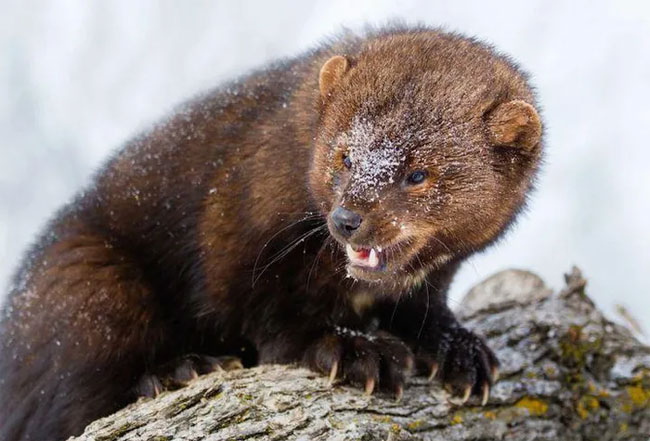Picture 1 of Pekan Weasel - Looks like a rat, but can kill the North American lynx