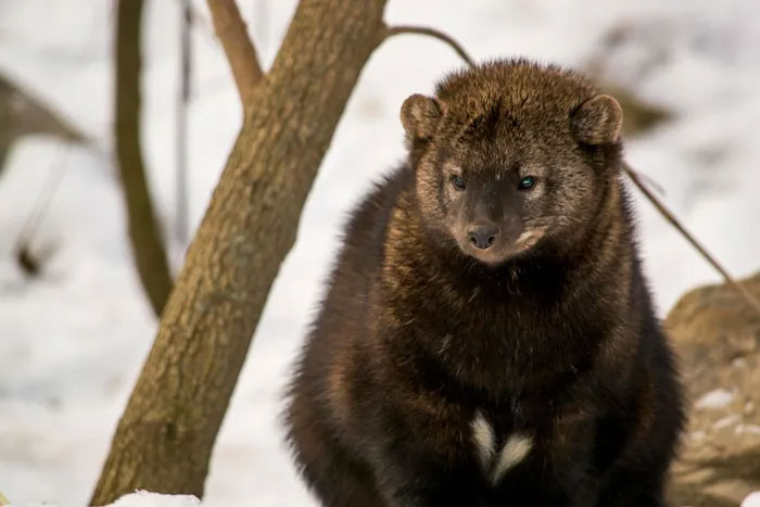 Picture 3 of Pekan Weasel - Looks like a rat, but can kill the North American lynx