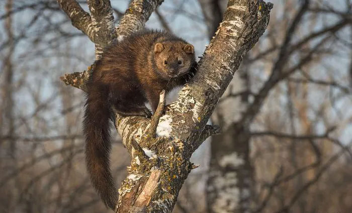 Picture 4 of Pekan Weasel - Looks like a rat, but can kill the North American lynx