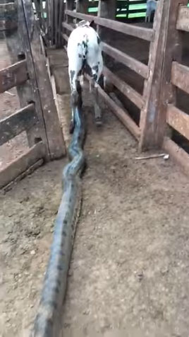 Picture 1 of Penetrating into the cage to attack the calf, the giant python was caught alive