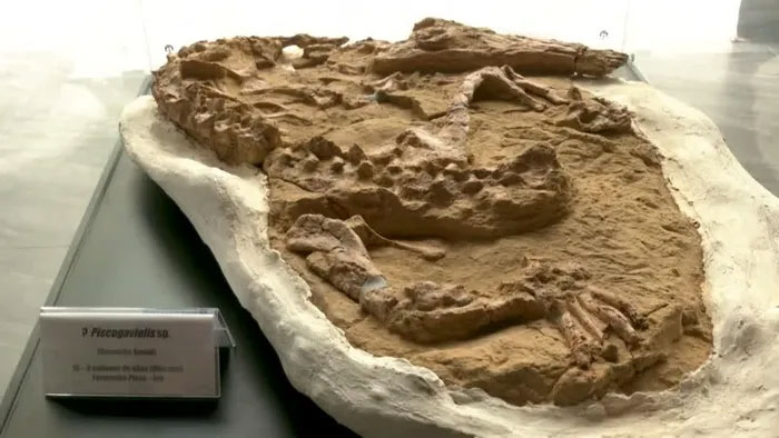 Picture 1 of Peru announces crocodile fossil dating back more than 10 million years