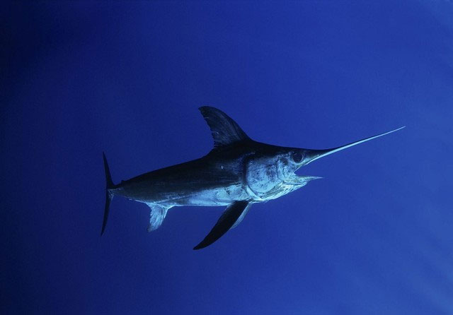 Picture 1 of Piercing submarines and daring to fight humans: How did this creature, once as small as a grain of rice, do it?