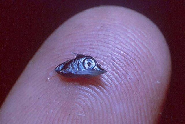 Picture 2 of Piercing submarines and daring to fight humans: How did this creature, once as small as a grain of rice, do it?