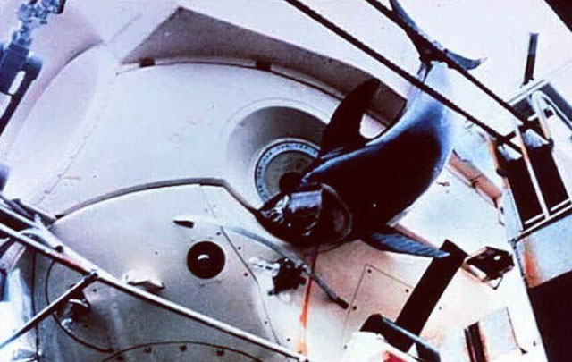 Picture 3 of Piercing submarines and daring to fight humans: How did this creature, once as small as a grain of rice, do it?