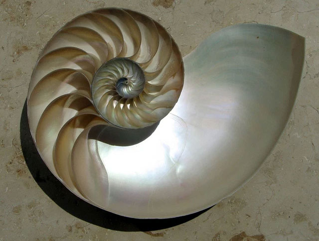 Picture 2 of Plant-based solid matter: Can replace plastic, can be used in 3D printing or molding