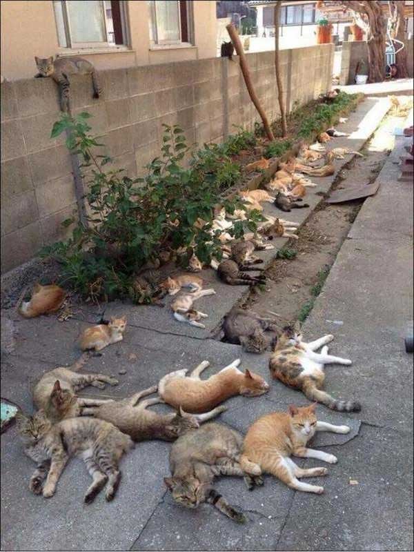 Planting a tree to repel mosquitoes, the girl was shocked to see the 'boss' team lying in the yard Picture 1