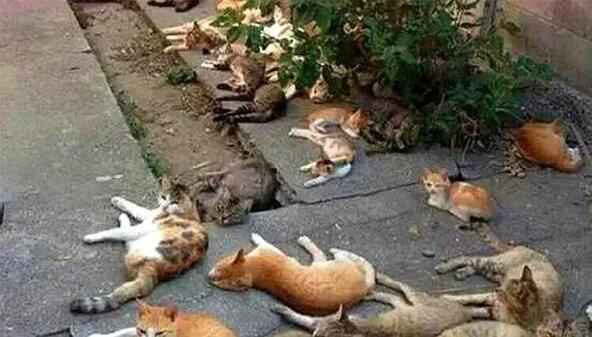 Planting a tree to repel mosquitoes, the girl was shocked to see the 'boss' team lying in the yard Picture 2