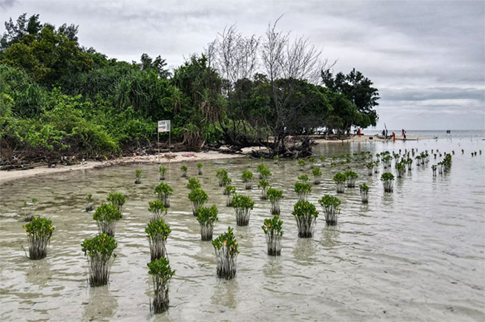 Picture 3 of Planting trees in the wrong place will heat the planet