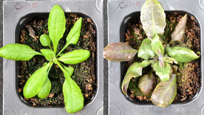 Plants know how to produce their own emergency pain reliever Picture 1