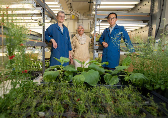 Plants know how to produce their own emergency pain reliever Picture 2