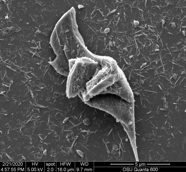 Plastic particles from tires make it difficult for many fish and shrimp to swim and die abnormally Picture 4