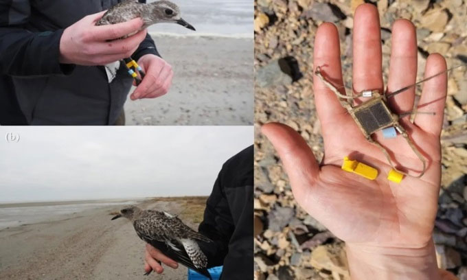 Picture 1 of Plover killed by peregrine falcon at 3,000m altitude