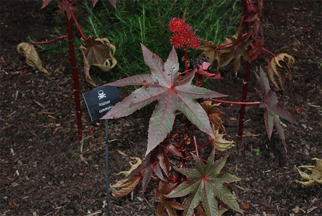 Poison Garden - The world's deadliest garden Picture 1