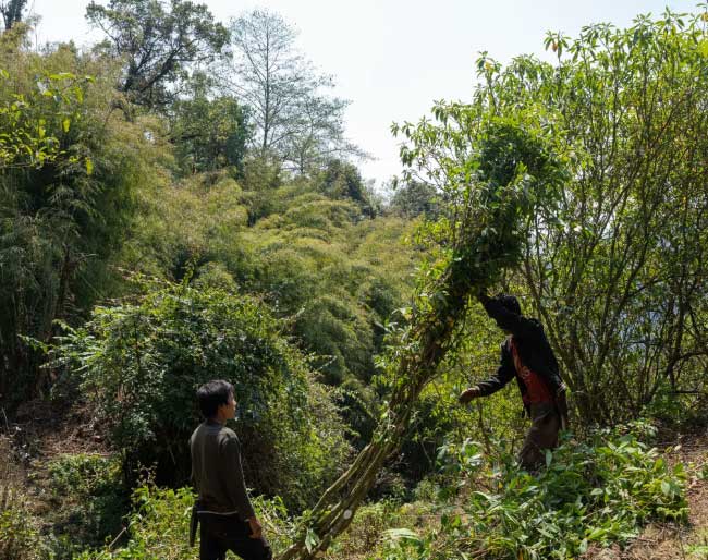 Picture 2 of Poor people in Nepal changed their lives by providing Japanese shrubs to make paper for printing money