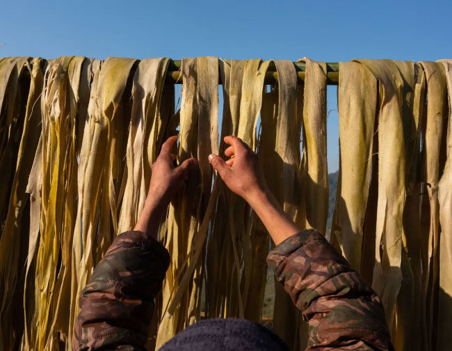 Picture 5 of Poor people in Nepal changed their lives by providing Japanese shrubs to make paper for printing money
