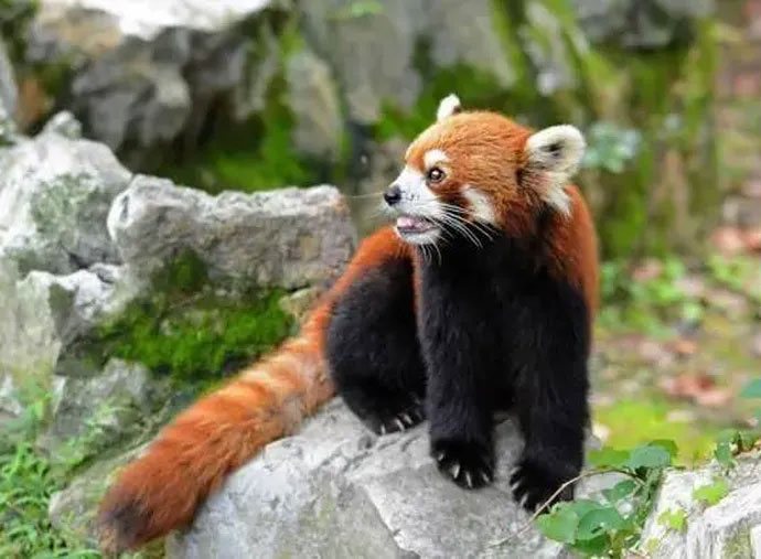 Precious panda found in China has strange actions and habits Picture 1