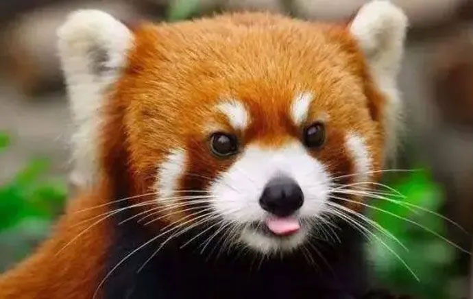 Precious panda found in China has strange actions and habits Picture 2