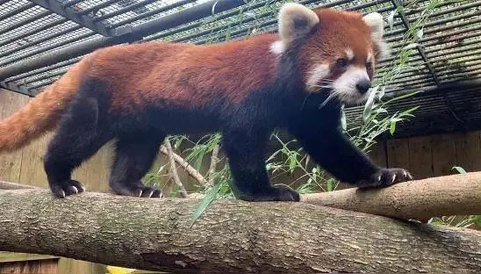 Precious panda found in China has strange actions and habits Picture 3