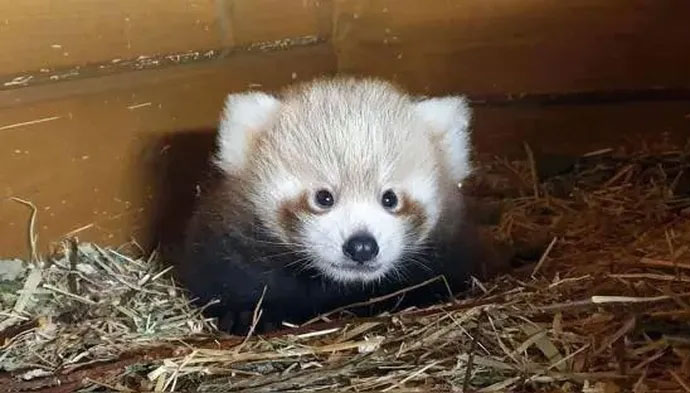 Precious panda found in China has strange actions and habits Picture 4