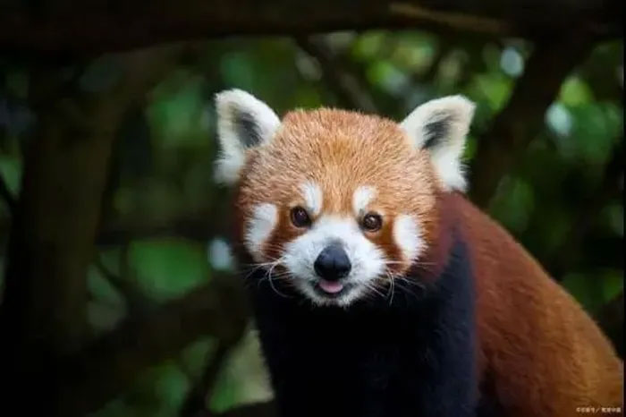 Precious panda found in China has strange actions and habits Picture 5