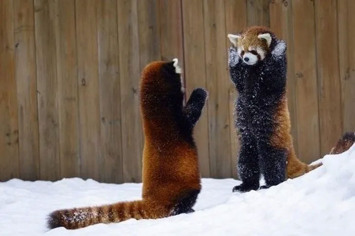 Precious panda found in China has strange actions and habits Picture 6
