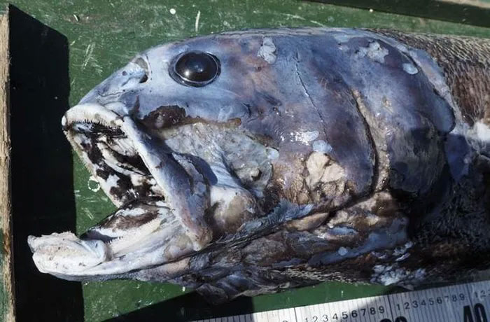 Predatory 'king' of the Japanese sea: The body is 'big', dominating at a depth of 2,000 meters of water Picture 4
