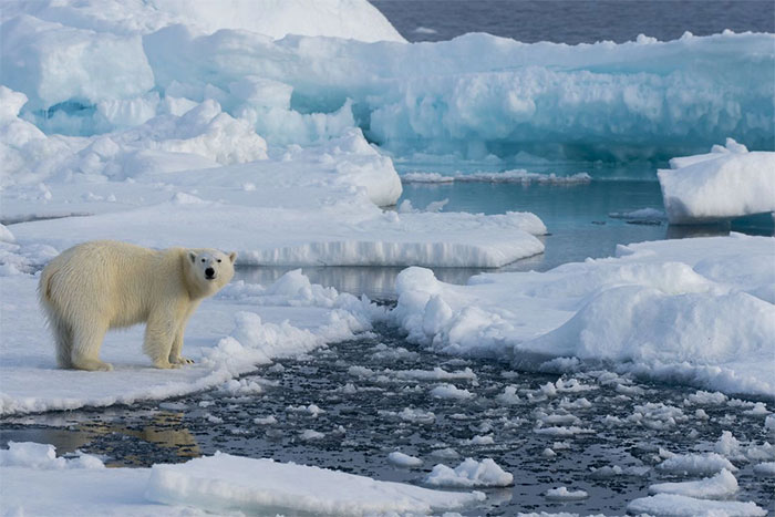 Proposing 2 'utopian' initiatives to 'save' the polar ice sheet, at first glance everyone thought it was a fantasy Picture 3