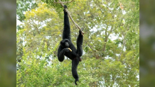 Picture 3 of Quiz: Which animal has the longest arm?