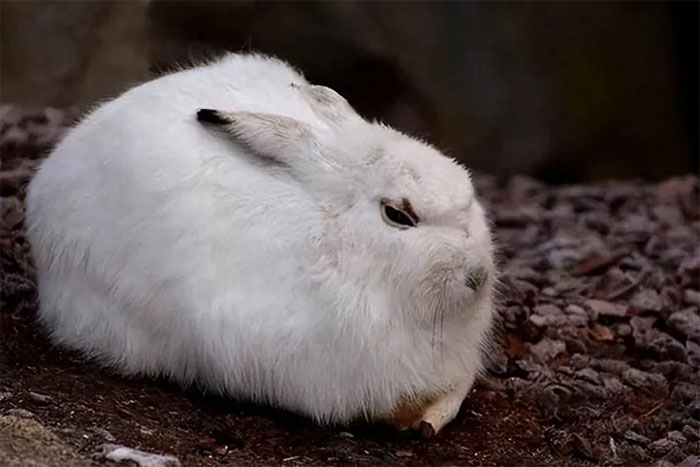 Picture 1 of Rabbits reproduce very quickly, so why haven't they become a staple food for humans?