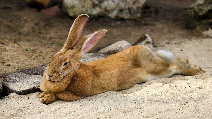 Picture 3 of Rabbits reproduce very quickly, so why haven't they become a staple food for humans?