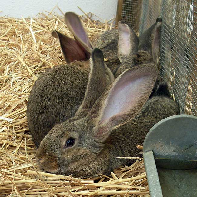 Picture 4 of Rabbits reproduce very quickly, so why haven't they become a staple food for humans?