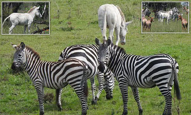 Rare albino zebra found in Africa Picture 1
