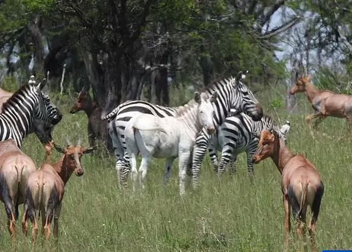 Rare albino zebra found in Africa Picture 2