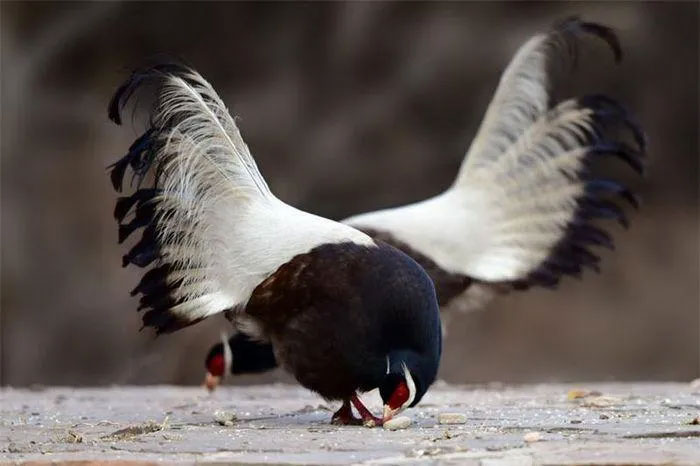 Picture 10 of Rare breed of flying chicken, only found in China