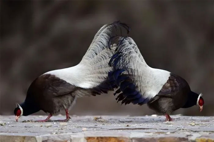 Picture 11 of Rare breed of flying chicken, only found in China